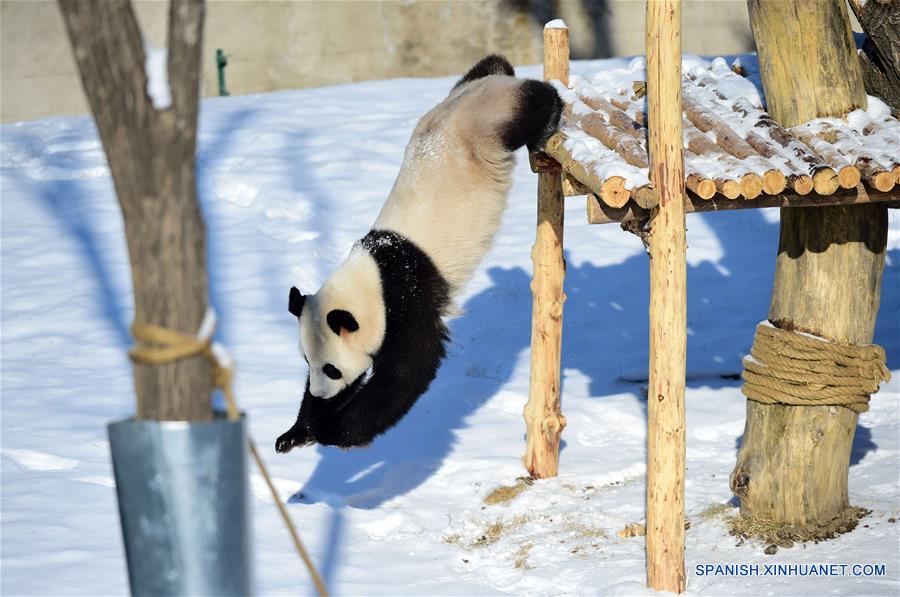 Panda gigante en Jardín Zoológico Forestal de Shenyang