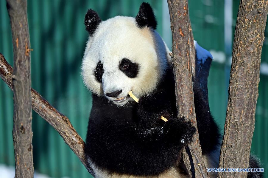 Panda gigante en Jardín Zoológico Forestal de Shenyang