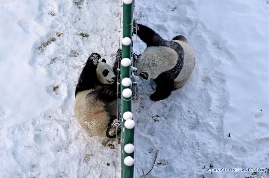 Panda gigante en Jardín Zoológico Forestal de Shenyang