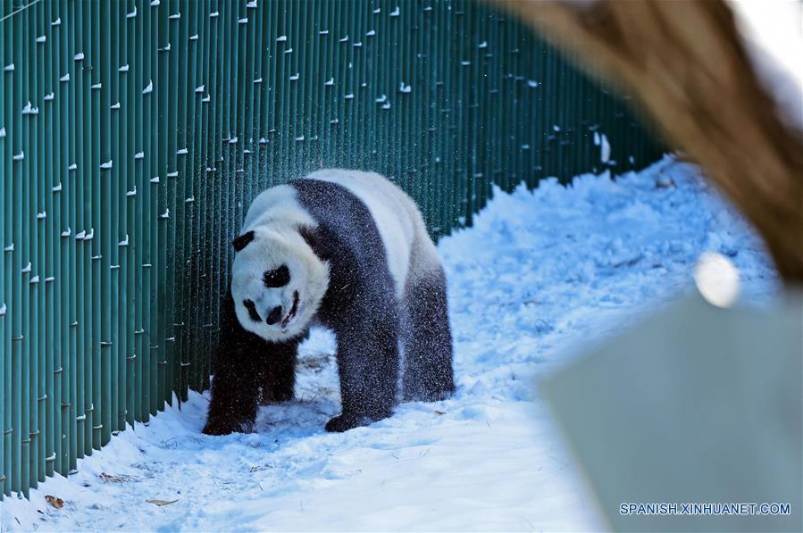 Panda gigante en Jardín Zoológico Forestal de Shenyang