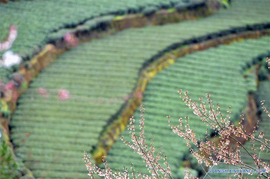 Jardín de té, en Enshi, Hubei