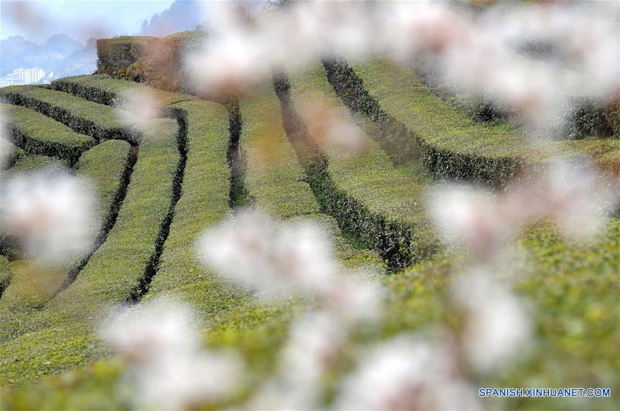 Jardín de té, en Enshi, Hubei