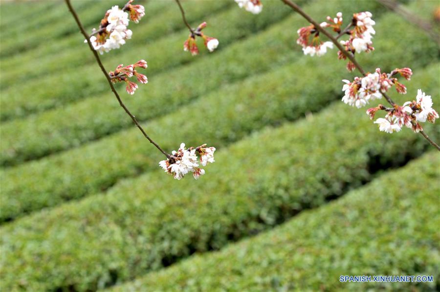 Jardín de té, en Enshi, Hubei