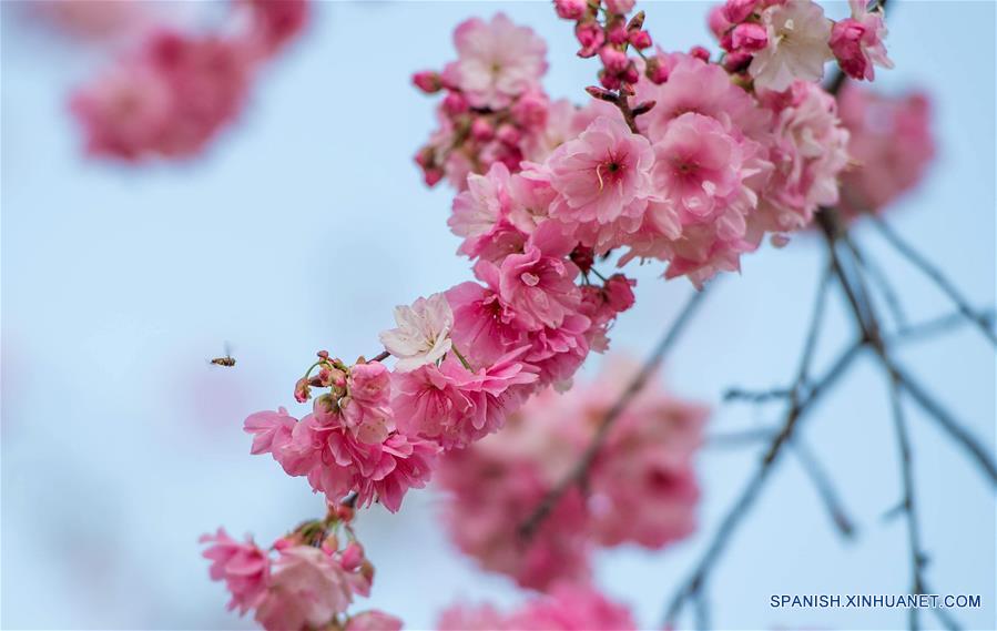 Vista de flores de cerezo en el Parque Yuantongshan de Kunming