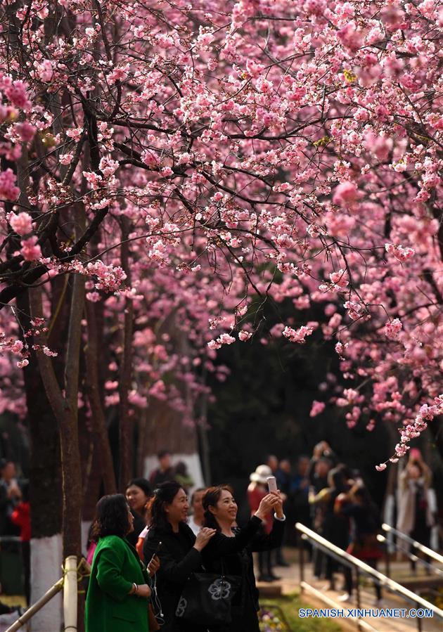 Vista de flores de cerezo en el Parque Yuantongshan de Kunming