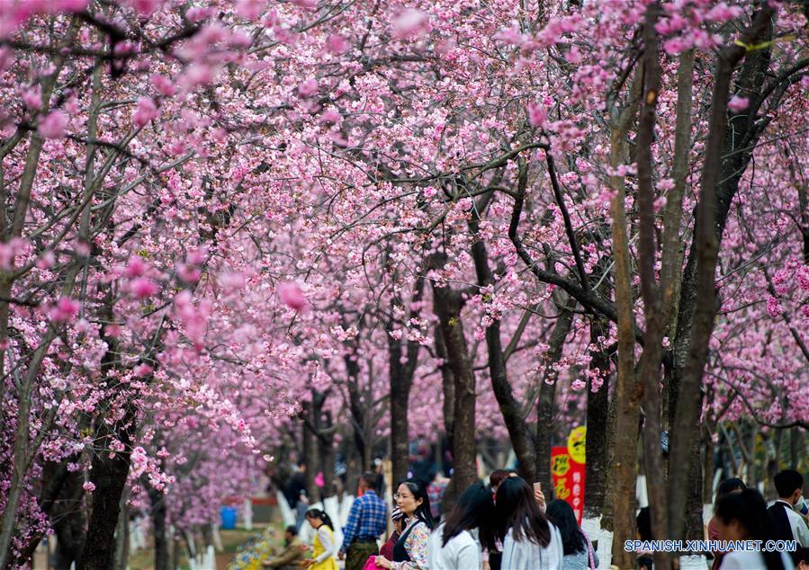 Vista de flores de cerezo en el Parque Yuantongshan de Kunming