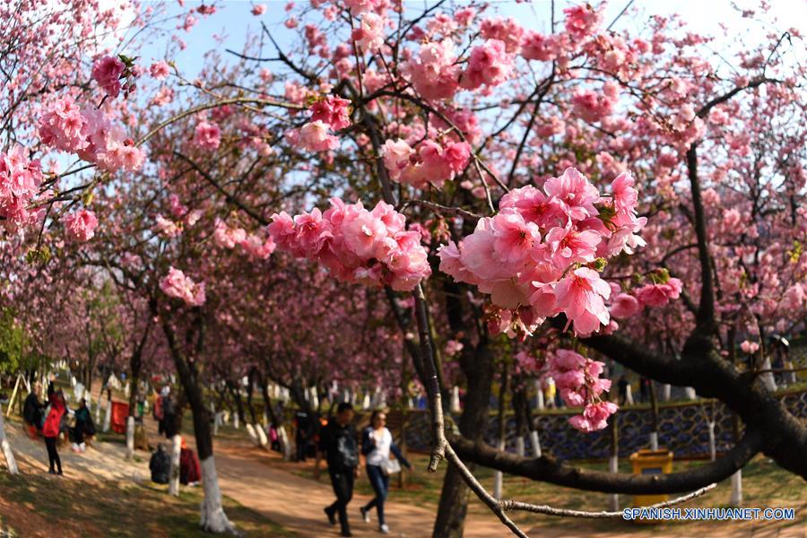 Vista de flores de cerezo en el Parque Yuantongshan de Kunming