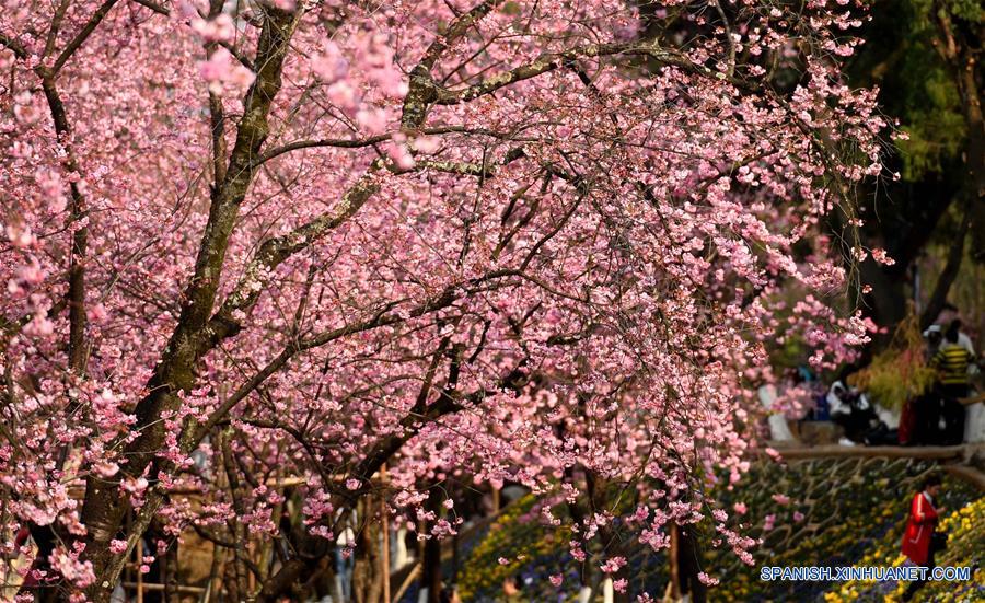 Vista de flores de cerezo en el Parque Yuantongshan de Kunming