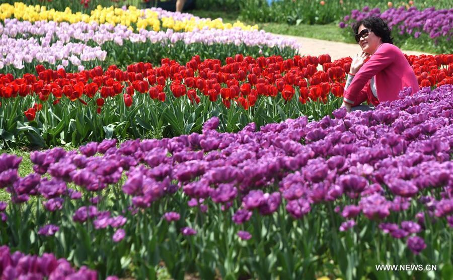 Imágenes del parque temático de tulipanes en Wuhan