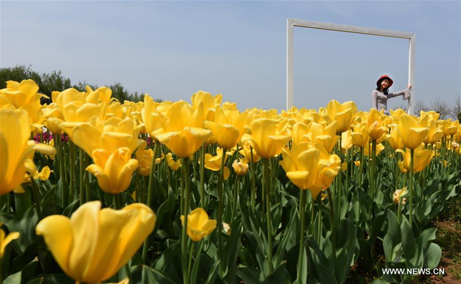 Imágenes del parque temático de tulipanes en Wuhan