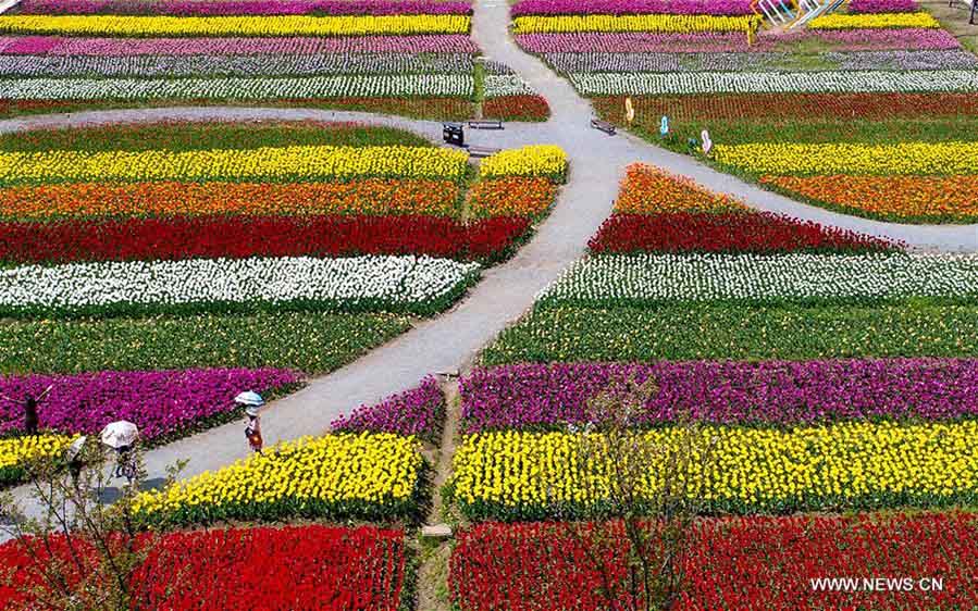 Imágenes del parque temático de tulipanes en Wuhan