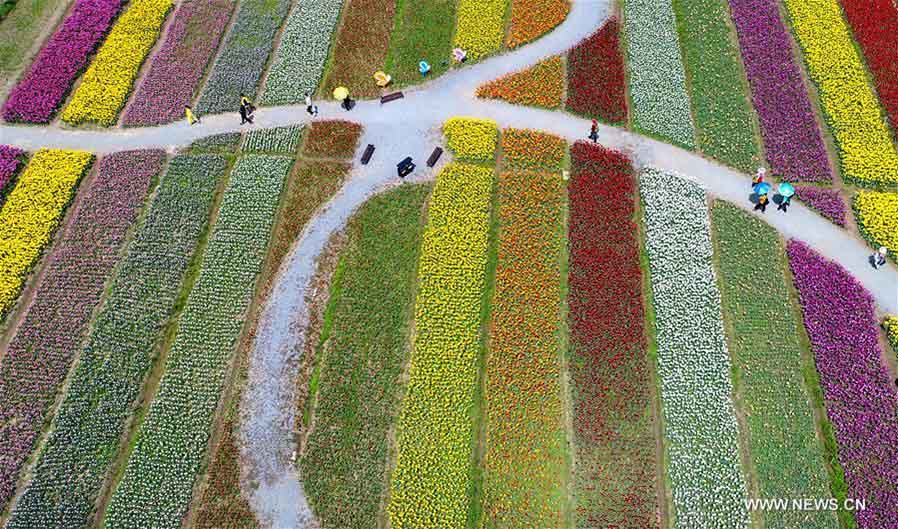 Imágenes del parque temático de tulipanes en Wuhan