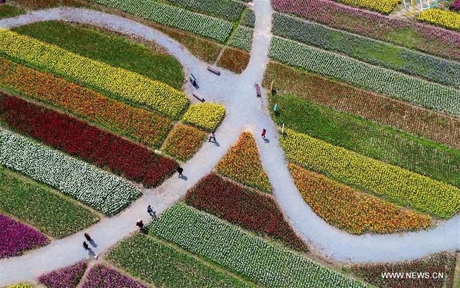 Imágenes del parque temático de tulipanes en Wuhan