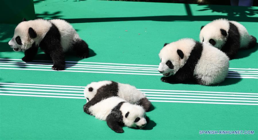 Cachorros de panda gigante en Chengdu