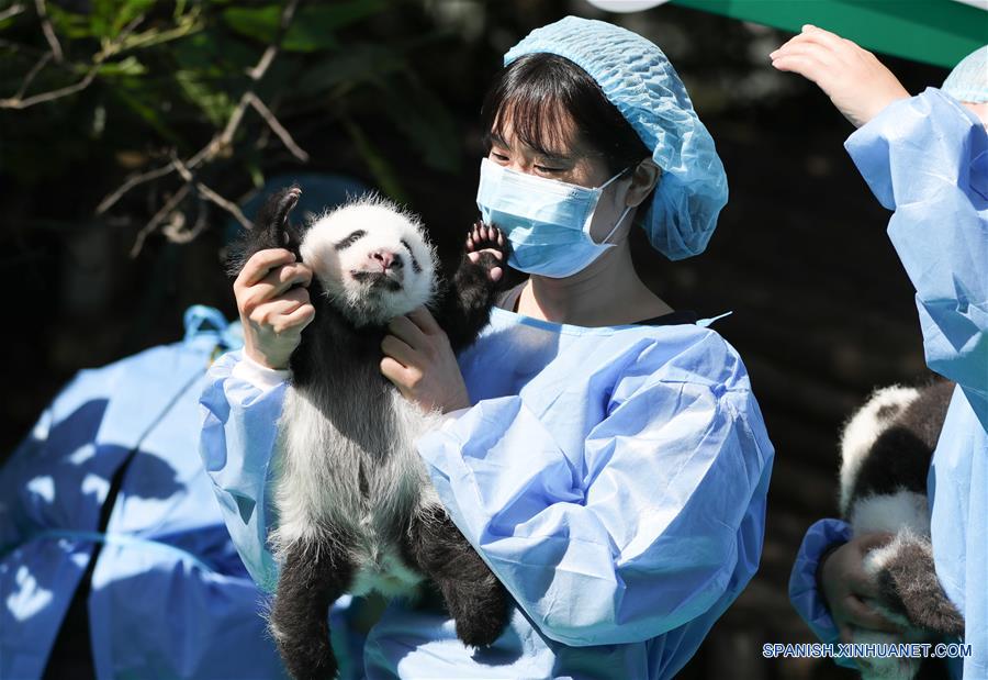 Cachorros de panda gigante en Chengdu