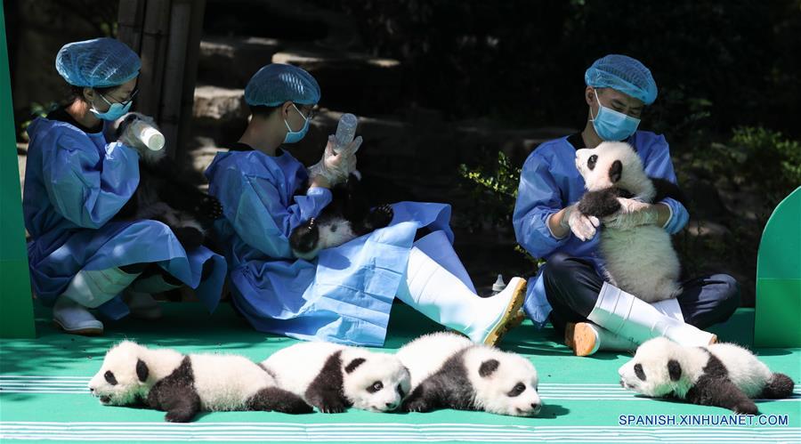 Cachorros de panda gigante en Chengdu