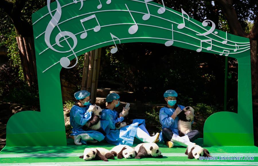 Cachorros de panda gigante en Chengdu