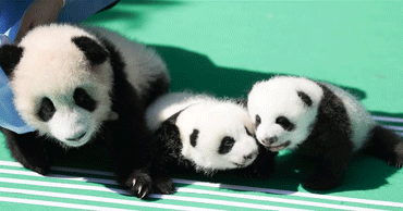 Cachorros de panda gigante en Chengdu