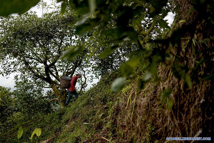 ESPECIAL: Entrada de aguacate hass de Colombia a China representa nuevo amanecer para agro del país latinoamericano