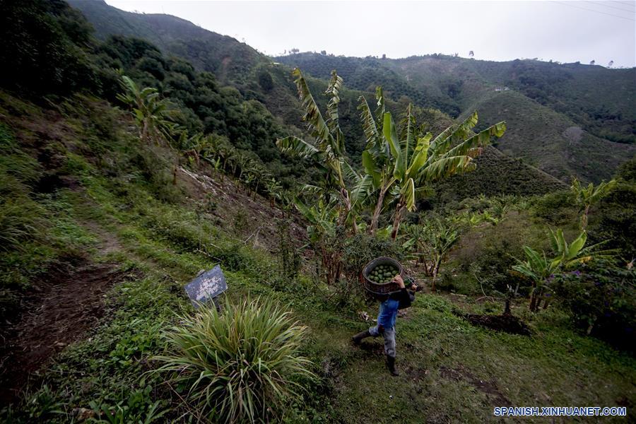 ESPECIAL: Entrada de aguacate hass de Colombia a China representa nuevo amanecer para agro del país latinoamericano