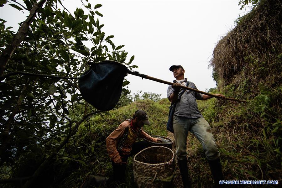 ESPECIAL: Entrada de aguacate hass de Colombia a China representa nuevo amanecer para agro del país latinoamericano