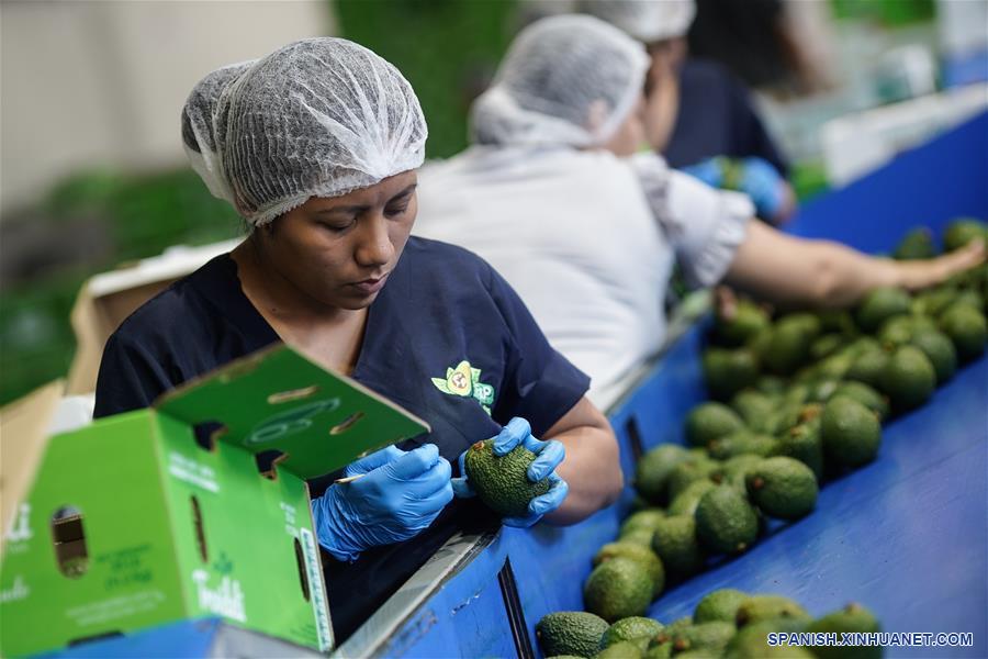 ESPECIAL: Entrada de aguacate hass de Colombia a China representa nuevo amanecer para agro del país latinoamericano