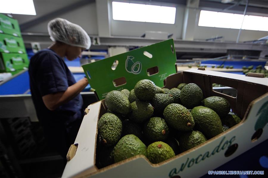 ESPECIAL: Entrada de aguacate hass de Colombia a China representa nuevo amanecer para agro del país latinoamericano