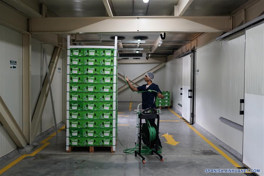 ESPECIAL: Entrada de aguacate hass de Colombia a China representa nuevo amanecer para agro del país latinoamericano