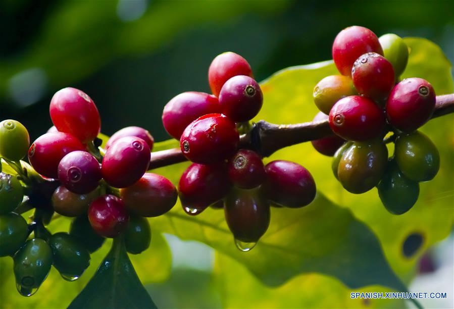 ESPECIAL: Cafetalero salvadoreño espera con CIIE en Shanghai ampliar exportaciones a China