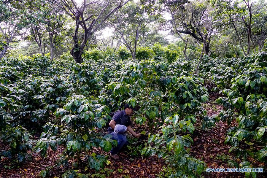 ESPECIAL: Cafetalero salvadoreño espera con CIIE en Shanghai ampliar exportaciones a China