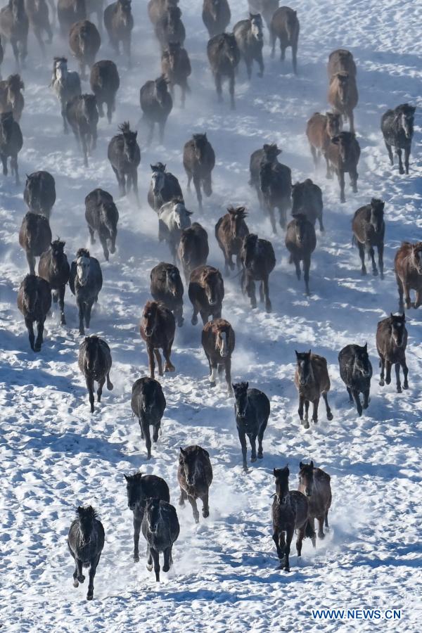 Xinjiang: Zhaosu, área de turismo equino