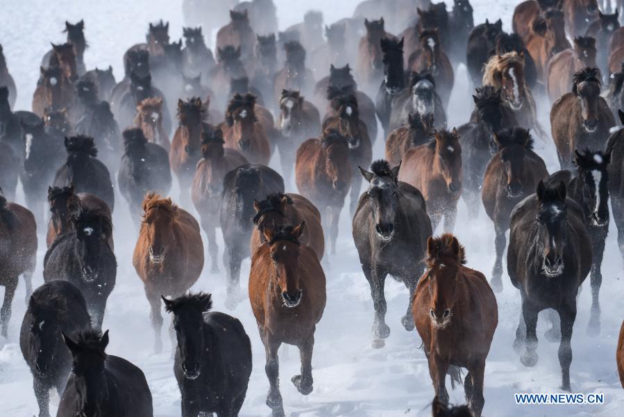 Xinjiang: Zhaosu, área de turismo equino