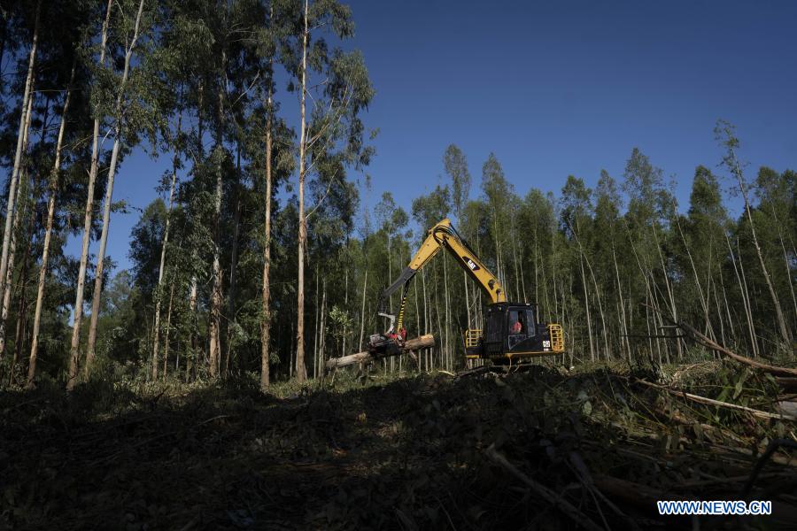 ESPECIAL: Reducción arancelaria de China beneficia producción forestal argentina