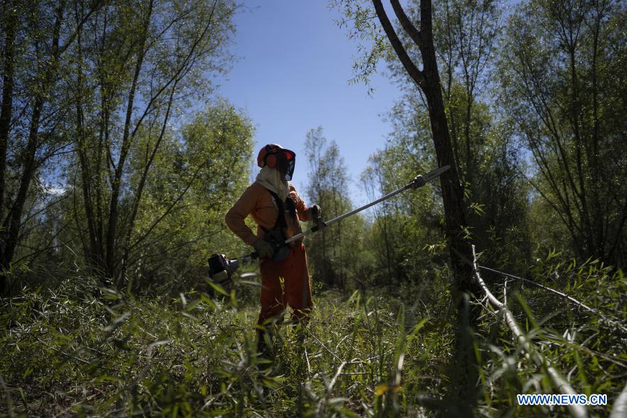 ESPECIAL: Reducción arancelaria de China beneficia producción forestal argentina