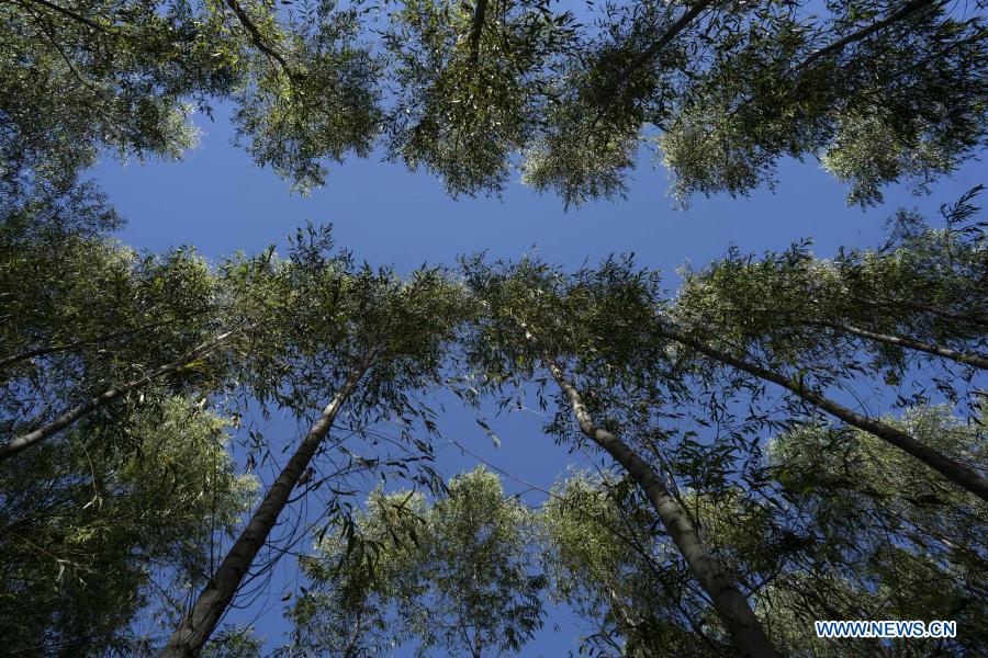 ESPECIAL: Reducción arancelaria de China beneficia producción forestal argentina