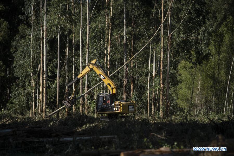 ESPECIAL: Reducción arancelaria de China beneficia producción forestal argentina