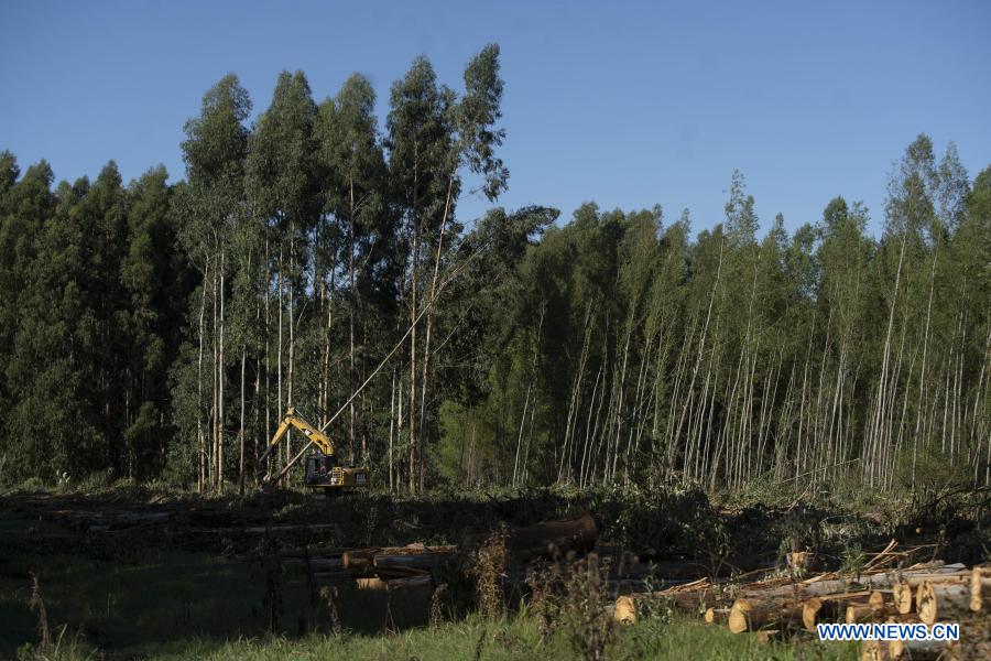 ESPECIAL: Reducción arancelaria de China beneficia producción forestal argentina