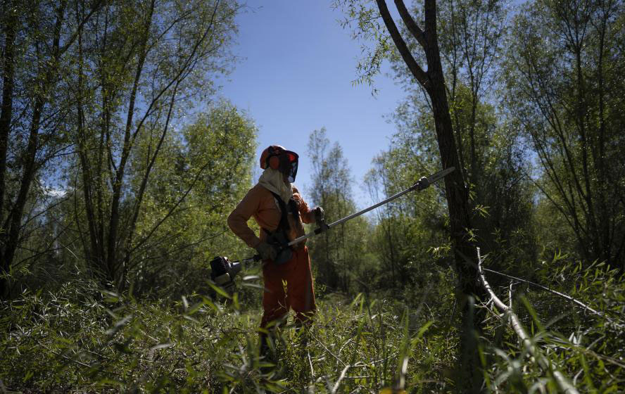 ESPECIAL: Reducción arancelaria de China beneficia producción forestal argentina