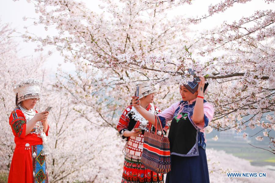 Guizhou: Municipio de Huangla se aprovecha de industria de turismo de flores de cerezo para desarrollar economía local