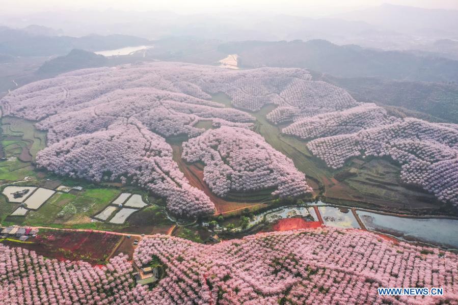 Guizhou: Municipio de Huangla se aprovecha de industria de turismo de flores de cerezo para desarrollar economía local