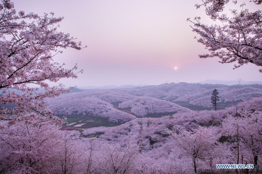 Guizhou: Municipio de Huangla se aprovecha de industria de turismo de flores de cerezo para desarrollar economía local