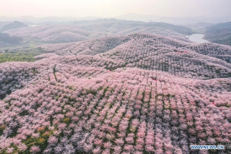 Guizhou: Municipio de Huangla se aprovecha de industria de turismo de flores de cerezo para desarrollar economía local