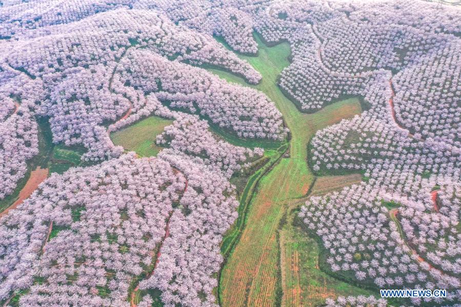 Guizhou: Municipio de Huangla se aprovecha de industria de turismo de flores de cerezo para desarrollar economía local