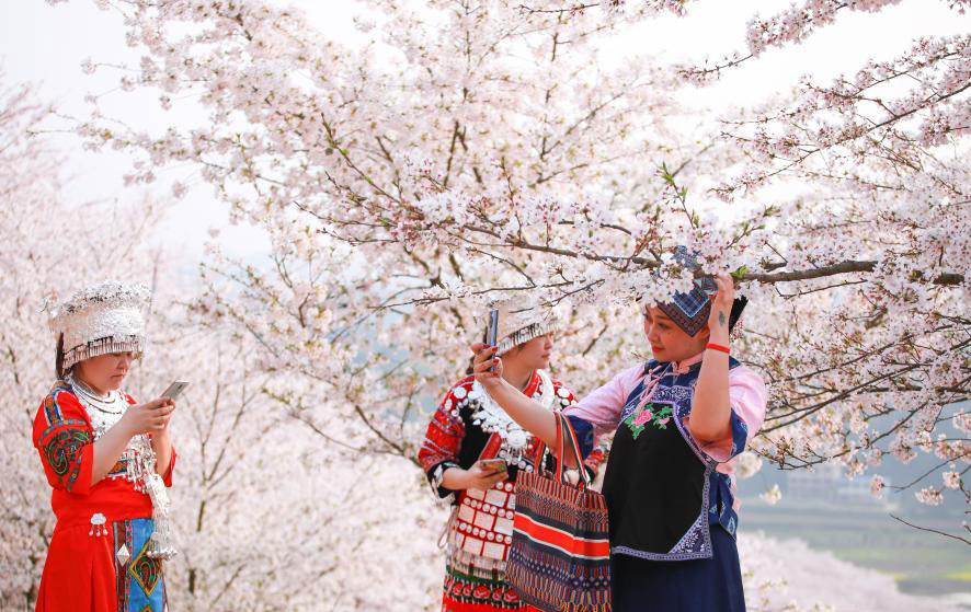 Guizhou: Municipio de Huangla se aprovecha de industria de turismo de flores de cerezo para desarrollar economía local