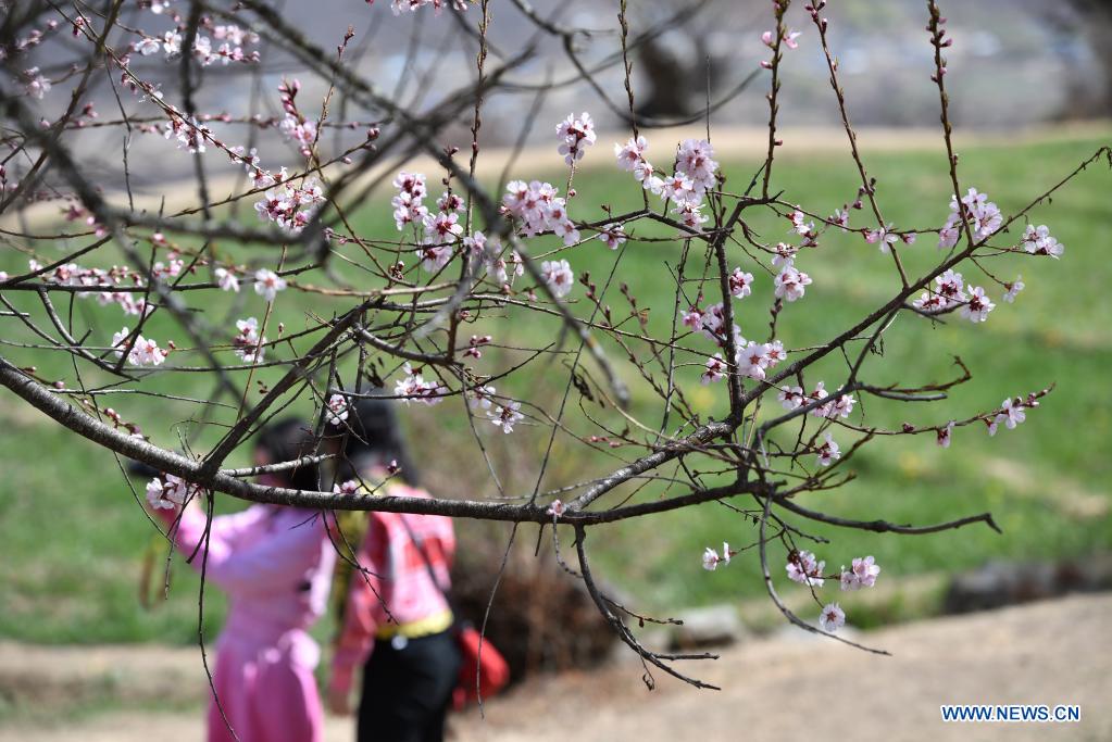 19 festival de flores de durazno en Nyingchi, Tíbet