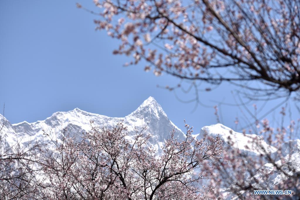 19 festival de flores de durazno en Nyingchi, Tíbet