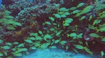 Restauran biodiversidad de ensambles de peces en arrecifes coralinos del Caribe mexicano