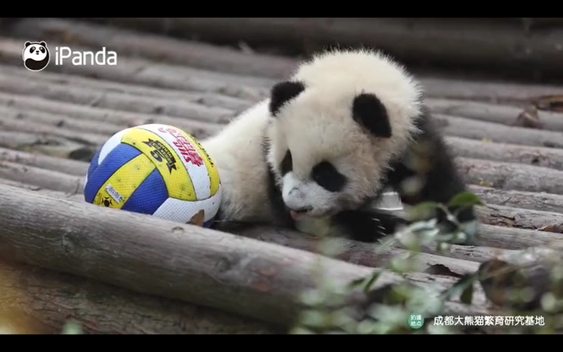 Cachorro de panda gigante juega con pelota