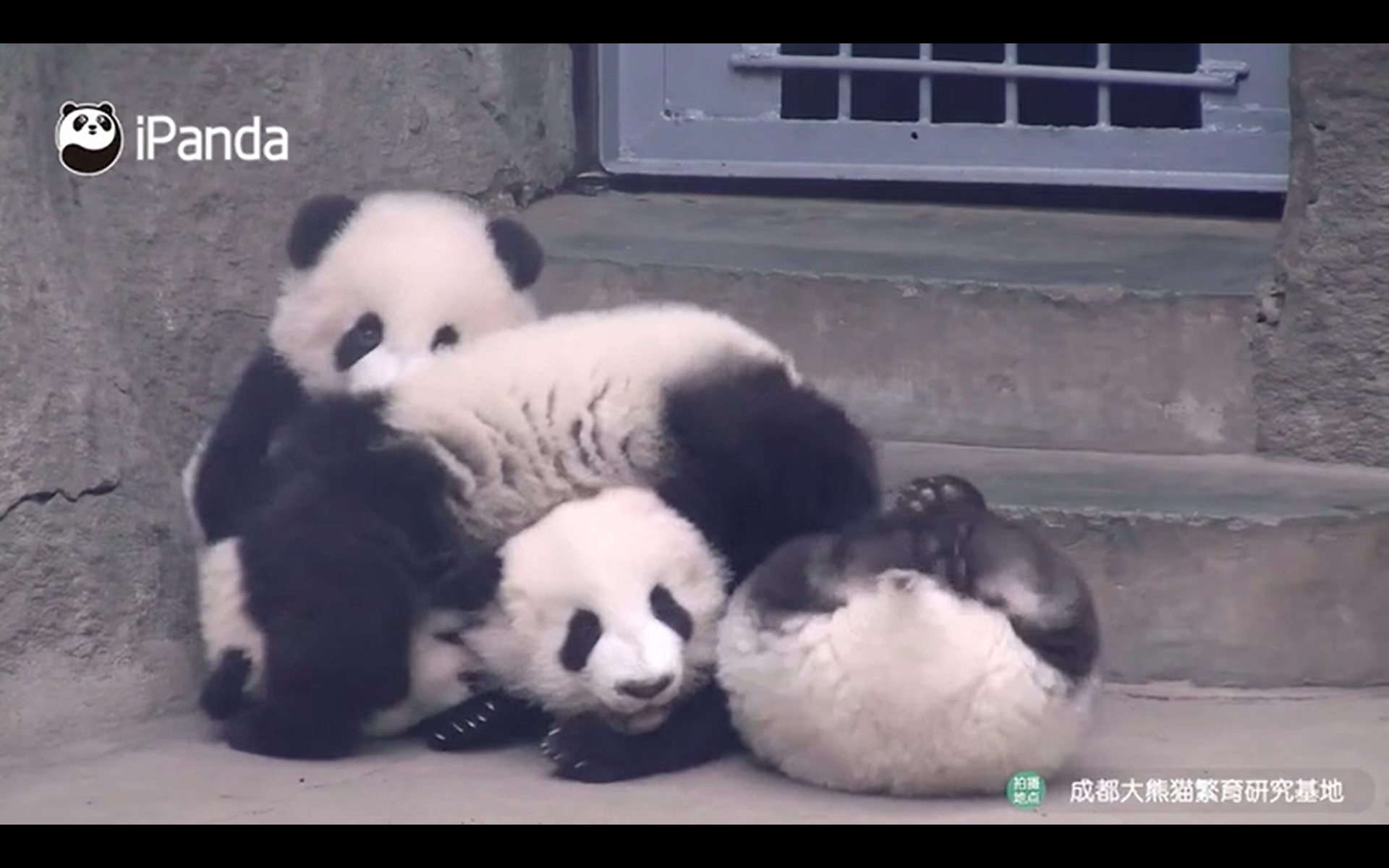  "Peleas" entre simpáticos cachorros de panda gigante