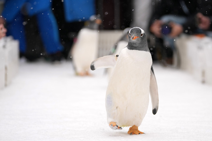 Pingüinos en Polarpark de Harbin